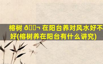 榕树 🐬 在阳台养对风水好不好(榕树养在阳台有什么讲究)